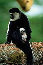 Black and white colobus monkey holding white baby {Colobus guereza} in tree, Kenya.