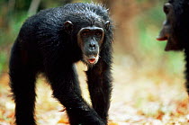 Eastern common chimpanzee {Pan troglodytes schweinfurtheii} subordinate pant in response to dominant grunt, Mahale NP, Tanzania.