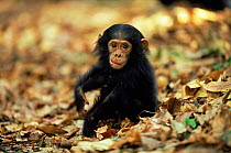 Portrait of Eastern common chimpanzee  {Pan troglodytes schweinfurtheii} Opal's baby, Mahale NP, Tanzania.