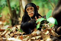 Eastern common chimpanzee {Pan troglodytes schweinfurtheii} Opal's baby, Mahale NP, Tanzania.
