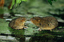 Two water voles (Arvicola terrestris) in threatening posture stand off, Cromford Canal, Derbyshire, UK