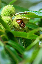 Mature fruits of Sweet chestnut (Castanea sativa), Nottinghamshire, UK