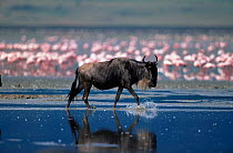 Wildebeest {Connochaetes taurinus} walking through Lake with Lesser Flamingos in background, Kenya
