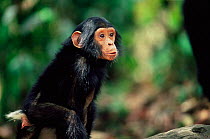 Eastern common chimpanzee baby {Pan troglodytes schweinfurtheii} Mahale NP, Tanzania.