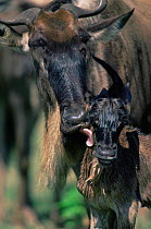 Wildebeest {Connochaetes taurinus} cleaning calf, East Africa.