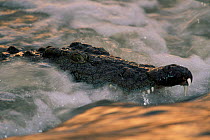 Nile Crocodile {Crocodylus niloticus} in flowing Grumeti river, Serengeti, Tanzania.