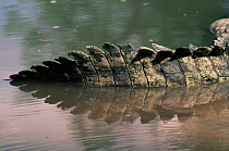 Nile Crocodile tail {Crocodylus niloticus} Mara river, Maasai Mara NR, Kenya.