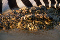 Nile Crocodile {Crocodylus niloticus} with Zebra carcass, Mara river, Maasai Mara NR, Kenya.
