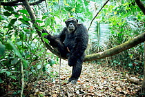 Eastern common chimpanzee male 'Bonobo' {Pan troglodytes schweinfurtheii} sitting on branch Mahale NP, Tanzania.