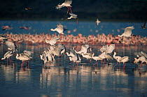 African Spoonbills {Platalea alba} landing on Lake Nakuru NP, Kenya
