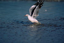 Grey headed gull {Chroicocephalus cirrocephalus} taking-off, Lake Nakuru NP, Kenya
