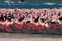 Abstract shot of Lesser flamingos {Phoeniconaias minor} running, Lake Nakuru, Kenya.