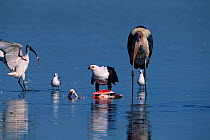 African fish eagle {Haliaeetus vocifer} defending Lesser flamingo carcass from scavenging Sacred ibis{Threskiornis aethopicus} and Marabou stork {Leptoptilos crumeniferus} Lake Nakuru, Kenya.