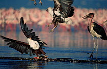 African fish eagles {Haliaeetus vocifer} fighting over Lesser flamingo carcass with Marabou stork, Lake Nakuru, Kenya.