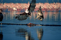 African fish eagle {Haliaeetus vocifer} fighting with Tawny Eagle {Aquila rapax} over Lesser flamingo carcass, Lake Nakuru, Kenya.