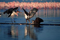 African fish eagle {Haliaeetus vocifer} fighting with Marabou stork {Leptoptilos crumeniferus} and Tawny Eagle {Aquila rapax} over Lesser flamingo carcass, Lake Nakuru, Kenya.