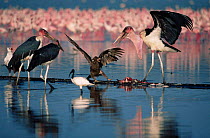 Tawny eagle {Aquila Rapax} defending Lesser flamingo carcass from Marabou storks {Leptoptilos crumeniferus} with Sacred ibis{Threskiornis aethopicus} in foreground and African Fish Eagle in background...