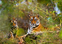 Female Tiger {Panthera tigris} with four-month-old cub, Bandhavgarh NP, India.