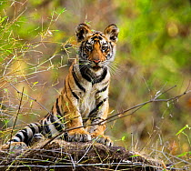 Tiger cub portrait {Panthera tigris} Four-month-old Bandhavgarh NP, India.