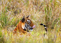 Tiger {Panthera tigris} lying in long grass, licking nose, Bandhavgarh NP, India.
