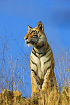 Tiger {Panthera tigris} viewed from below, Bandhavgarh NP, India.