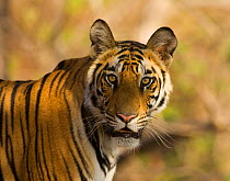 Tiger portrait {Panthera tigris} Bandhavgarh NP, India.