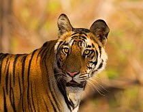 RF- Tiger portrait (Panthera tigris) Bandhavgarh National Park, India. Endangered species. (This image may be licensed either as rights managed or royalty free.)