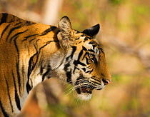 Tiger {Panthera tigris} head profile, Bandhavgarh NP, India.