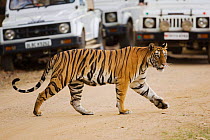 Tiger {Panthera tigris} crossing road in front of tourist vehicles, Bandhavgarh NP, India.