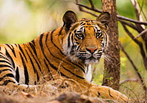 Tiger {Panthera tigris} resting, Bandhavgarh NP, India.