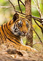 Tiger portrait {Panthera tigris} Bandhavgarh NP, India.