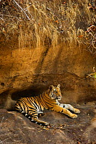 Tiger resting {Panthera tigris} Bandhavgarh NP, India.