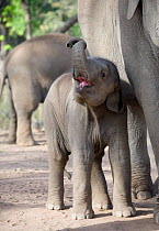 Baby Indian elephant {Elephas maximus} captive, will be trained to carry tourists for viewing Tigers. Bandhavgarh NP, India.