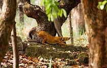 Wild dog / Dhole {Cuon alpinus} stretching, Bandhavgarh NP, India.