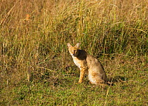 Jungle cat {Felis Chaus} in grassland, Bandhavgarh NP, India.