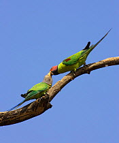 Plum headed Parakeets {Psittacula cyanocephala} male and female interacting, Bandhavgarh NP, India.