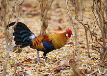 Red junglefowl cock {Gallus gallus} Bandhavgarh NP, India.