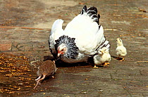 Light Sussex hen {Gallus gallus domesticus} defending chicks from Common Rat {Rattus norvegicus}