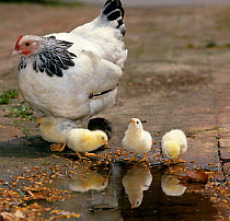 Light Sussex Bantam Hen {Gallus gallus domesticus} with 2-day-old chicks, drinking at puddle.