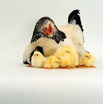 Light Sussex Bantam Hen {Gallus gallus domesticus} with her hatchling chicks