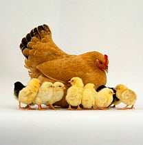 Buff Bantam Hen {Gallus gallus domesticus} with nine of her ten chicks, 2-days-old. The tenth chick is under her