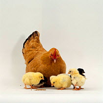 Buff bantam hen {Gallus gallus domesticus} with her chicks, 2-days-old.