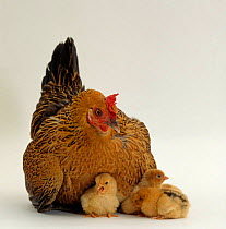 Bantam hen {Gallus gallus domesticus} brooding her day-old chicks