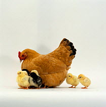 Buff bantam Hen {Gallus gallus domesticus} with chicks, 2-days-old.