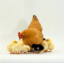 Buff bantam hen {Gallus gallus domesticus} with chicks, 2-days-old, eating chick crumbs.