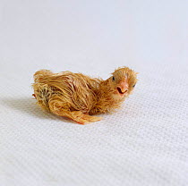 Buff Pekin {Gallus gallus domesticus} hatch sequence 6/9. The hatchling chick, its down still wet, cheeps as it lifts its head