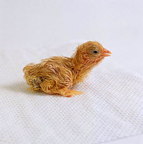 Buff Pekin {Gallus gallus domesticus} hatch sequence 7/9. The chick sitting up, still damp.
