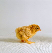 Buff Pekin {Gallus gallus domesticus} hatch sequence 8/9. The three-day-old chick runs strongly enough to follow its mother and find food.