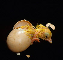 The birth of a hen chick {Gallus gallus domesticus} sequence 1/8 The chick tries to straighten out, it heaves the cap off egg shell.