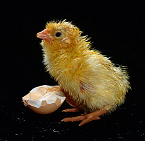 Light Sussex hen chick {Gallus gallus domesticus} birth sequence 4/8. Several hours-old the chick's down is almost dry and it can shuffle about